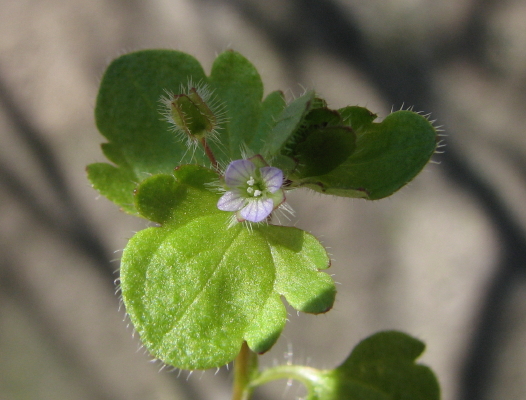 Veronica hederifolia?